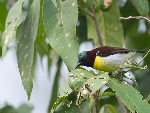 <h3><a href="/trips/srilanka/biota/animalia/chordata/aves/040 passeriformes/112 nectariniidae/leptocoma zeylonica/leptocoma zeylonica-nl.html">Leptocoma&nbsp;zeylonica</a> / Purple‑rumped&nbsp;sunbird / Purperstuithoningzuiger</h3>NIKON D500 met AF-S Nikkor 300mm f/2.8G IF-ED VR II, 1/160 sec  bij F5.0, ISO 200, afstand 7.94&nbsp;m